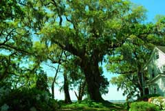 tree-house-beaufort