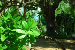 tree-leaves-beaufort