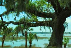 tree-water-beaufort