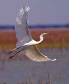 southern-exposure-egret