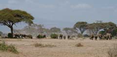 all-creatures-elephants-kenya