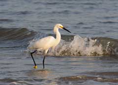 all-creatures-snowy-egret