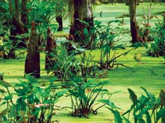 walterboro-swamp