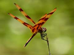 creatures-dragonfly-valentino