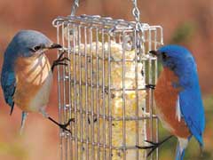 birds-suet-feeder