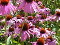 garden-echinacea