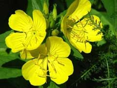 garden-evening-primrose