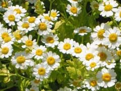 garden-feverfew