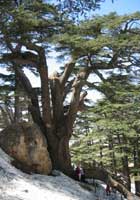 garden-lebanon-cedar