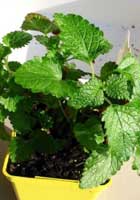 garden-lemon-balm