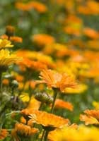garden-marigold