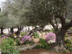 Creating a Biblical Garden