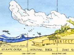 civitas-natural-transect