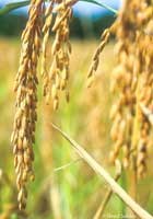 remnants-rice2
