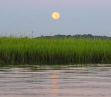 palm-key-marsh-moon