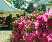 habersham-farmers-market-flowers-2