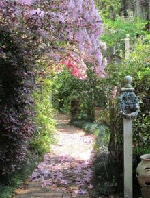 garden-neighbors-azalea