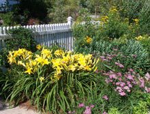 garden-oldreliable-daylilies