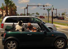 st-augustine-dog-car