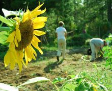 crop-mob-sunflower