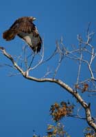take-the-fall-eagle