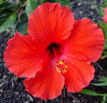 garden-hibiscus-rosa-sinensis