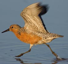 dnr-red-knot