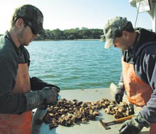 oyster-sorting