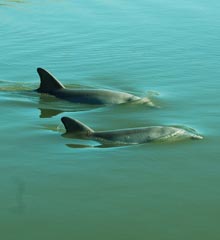 watermen-dolphin-halfmoon-creek