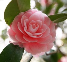 garden-camellia-japonica
