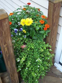 A Window Box for Margaret