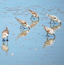 spring-beach-birds-close