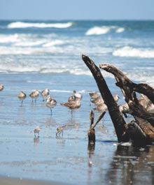 spring-beach-birds-drift