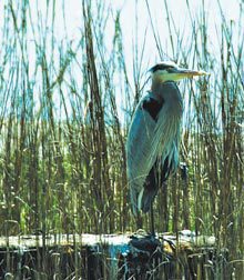 byt-beaufort-heron