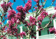 byt-beaufort-spring-blooms