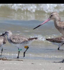 outsider-tagged-red-knot