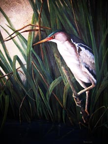 uscb-polly-swenson-small-green-heron