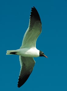 cumberland-gull-flight