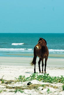 cumberland-horse-beach
