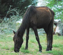 cumberland-horse-grazing