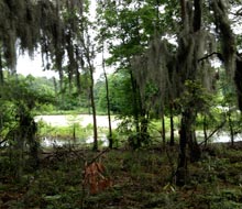 cypress-wetlands-scene