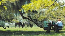 cumb-feral-horse-plumorchard