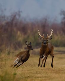 nature-buck-and-doe