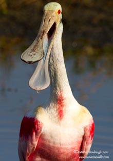 Nature Photographer to Speak at Club Meeting