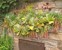 garden-succulents