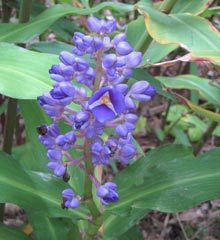 garden-Blue-Ginger