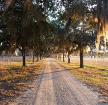 civitas-tree-road