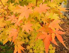 Garden-FallLeaves