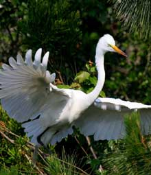 Eyes on the Lowcountry