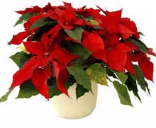 Holiday Help for Houseplants
